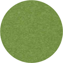 Tropical Lime